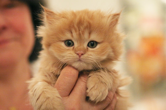 chat persan a donner le bon coin