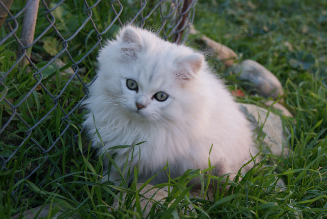 Chat Silver Shaded Mon Regard Sur Le Voyage Et La Nature