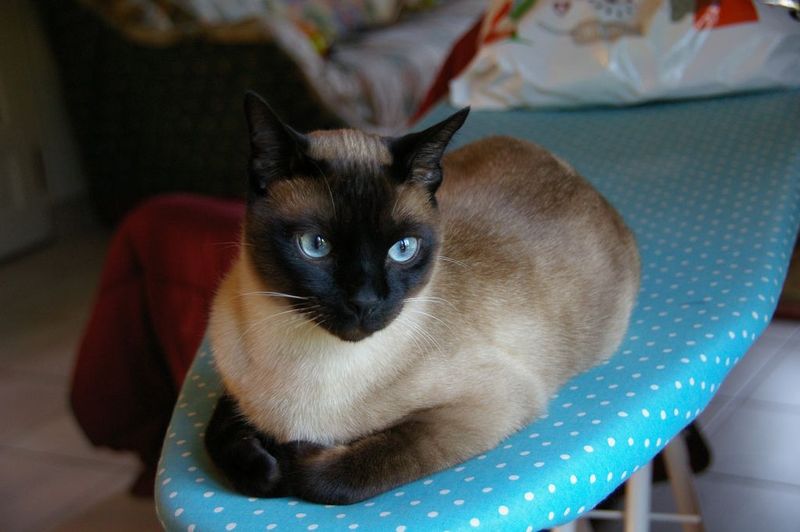 Le Chat Siamois Mon Regard Sur Le Voyage Et La Nature