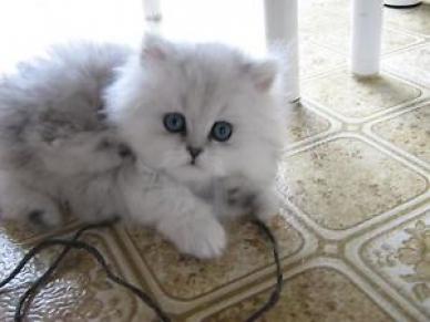 Chaton Chinchilla A Vendre Mon Regard Sur Le Voyage Et La Nature