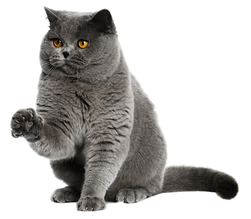 Chartreux Chat Mon Regard Sur Le Voyage Et La Nature